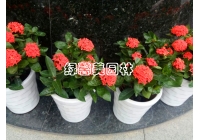 商場花卉租擺