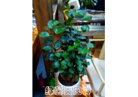 圓葉福祿桐
