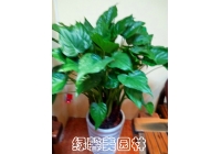 青蘋果
